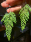 Fern Leaf Earring