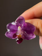 Mini Purple Orchid Stud