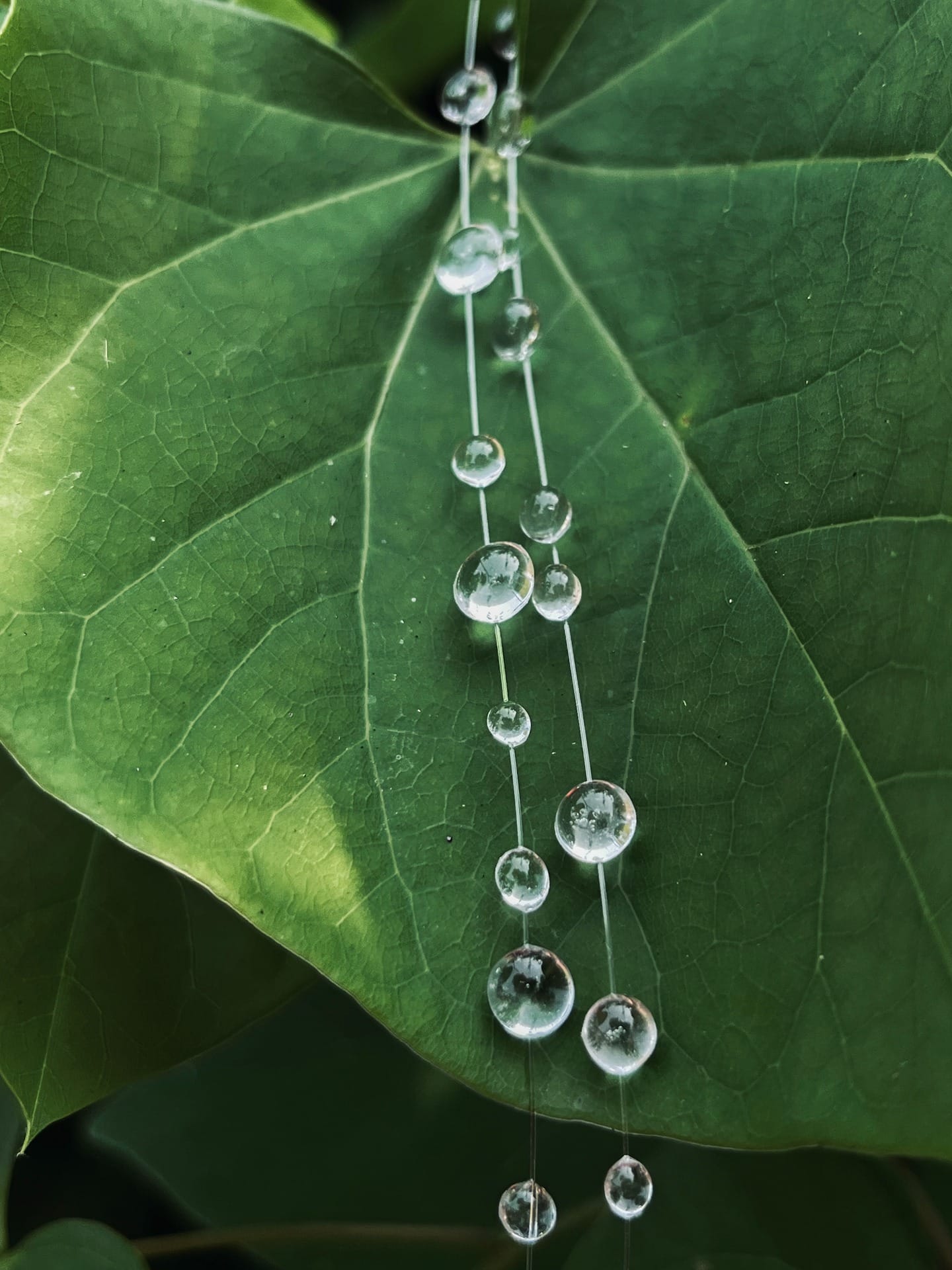 2182025 Serene Drops Bracelet SF