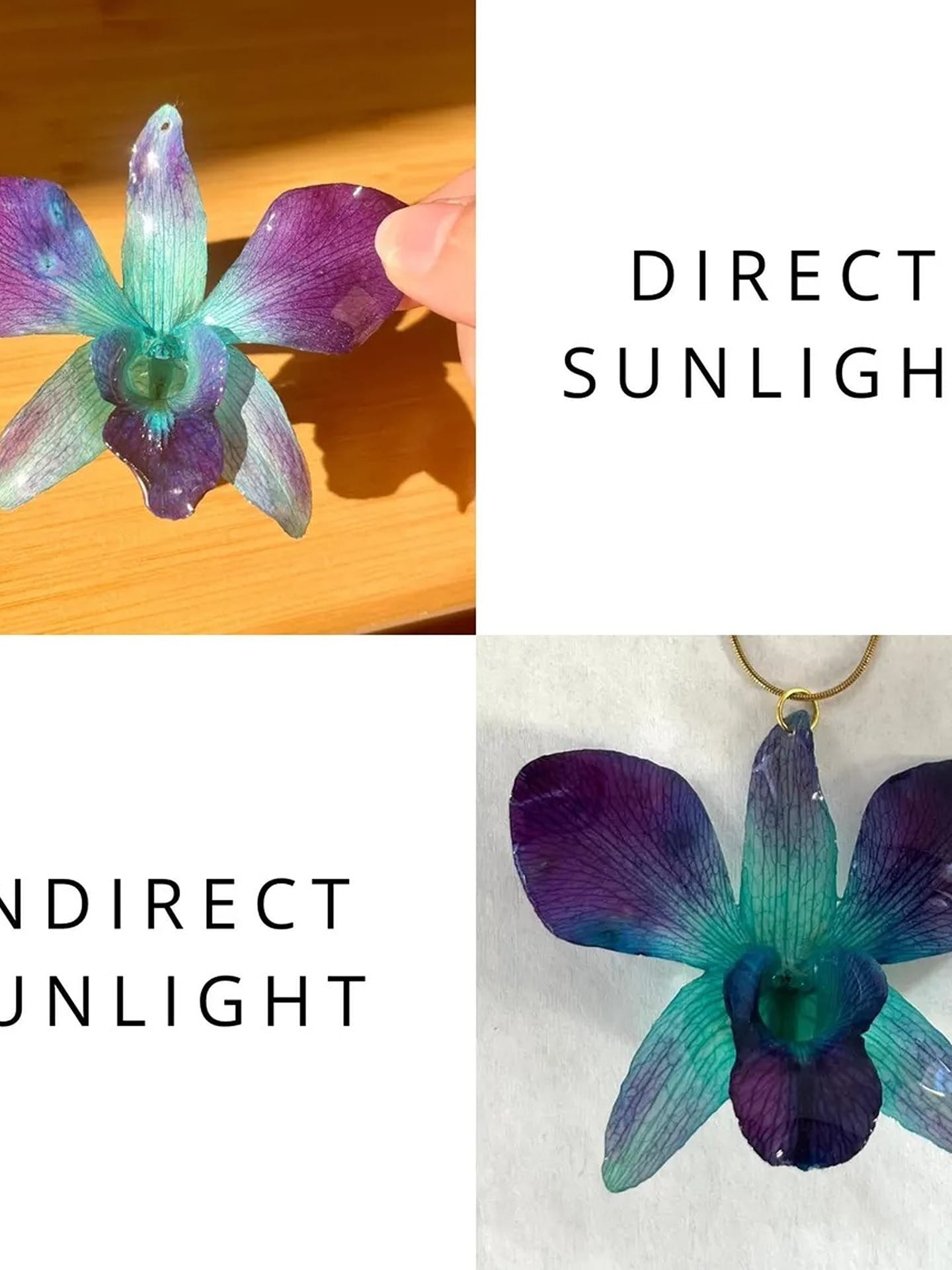 Orchid Blue Ref
